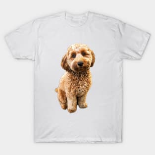 Goldendoodle Puppy Dog Labradoodle Poodle mix x T-Shirt